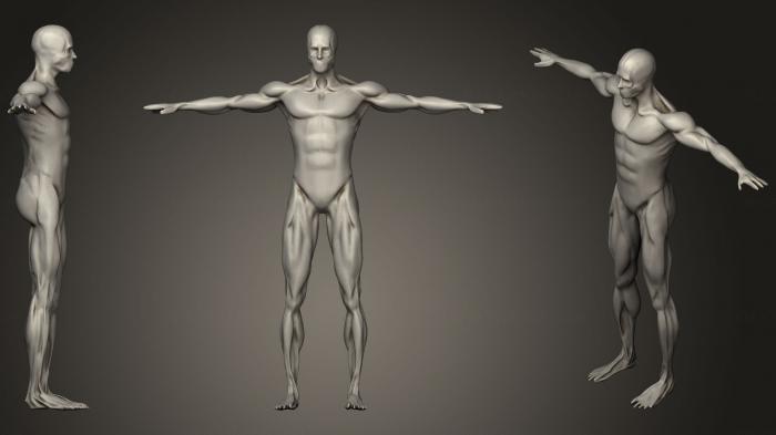 نموذج ثلاثي الأبعاد لآلة CNC تشريح الهياكل العظمية والجماجم عضلة الذكور